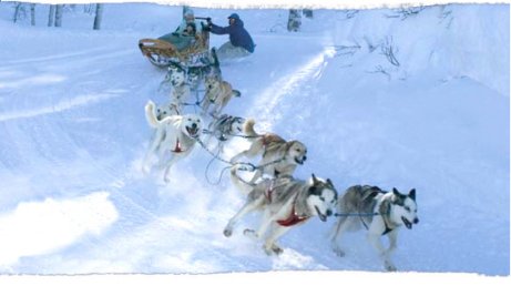 dog sled rides utah