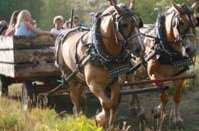 Wagon Rides in Utah